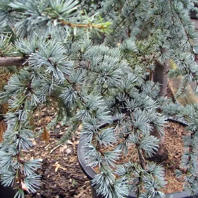 Blue Atlas Cedar Seeds - Image 3