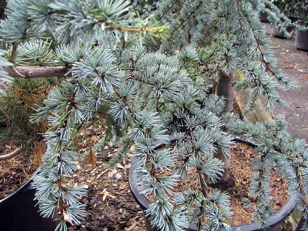 Blue Atlas Cedar Seeds - Image 3