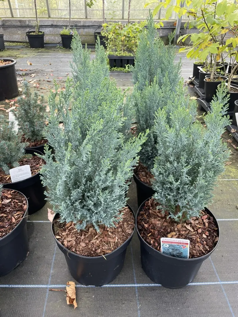 Lawson Cypress 'Chilworth Silver' (2L) - Image 3