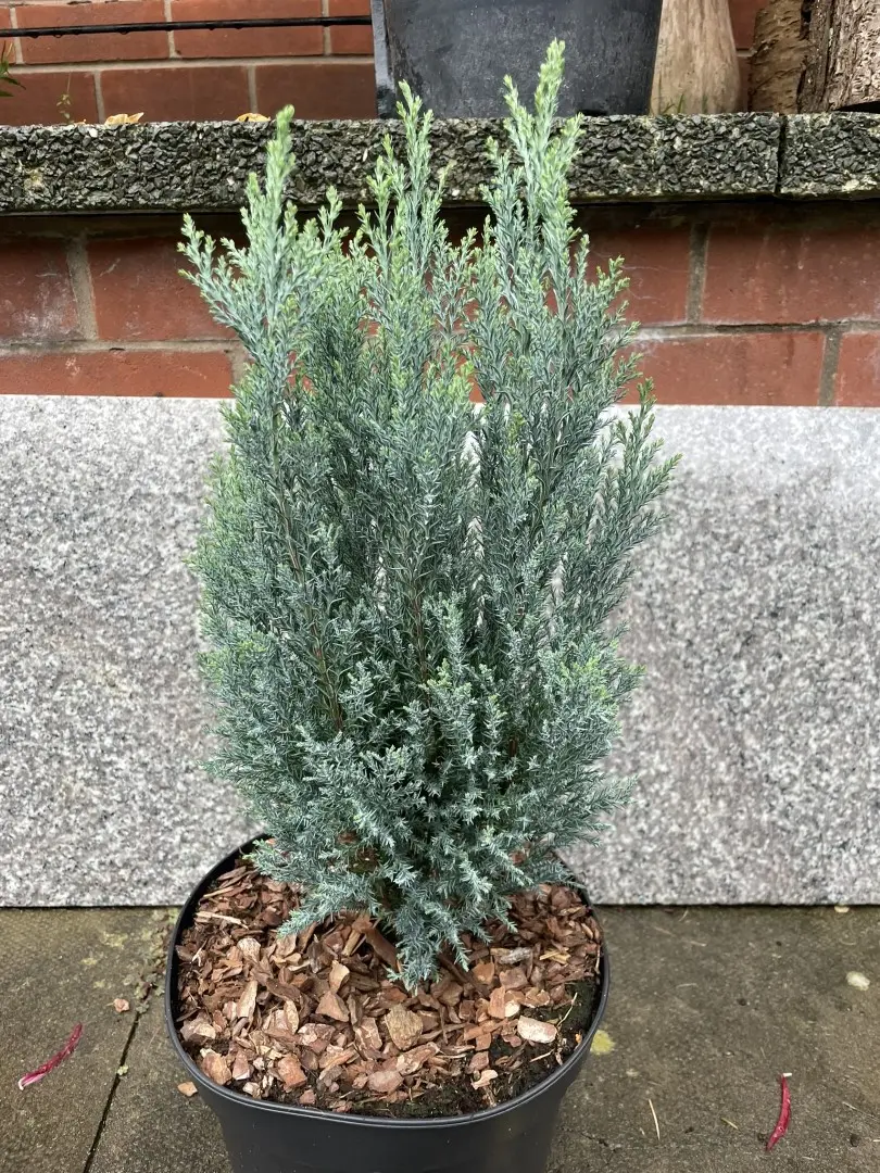 Lawson Cypress 'Chilworth Silver' (5L)