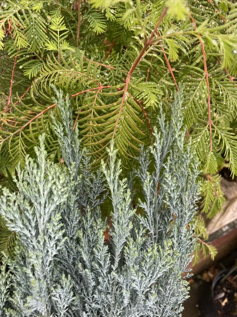 Lawson Cypress 'Chilworth Silver' (2L) - Image 2