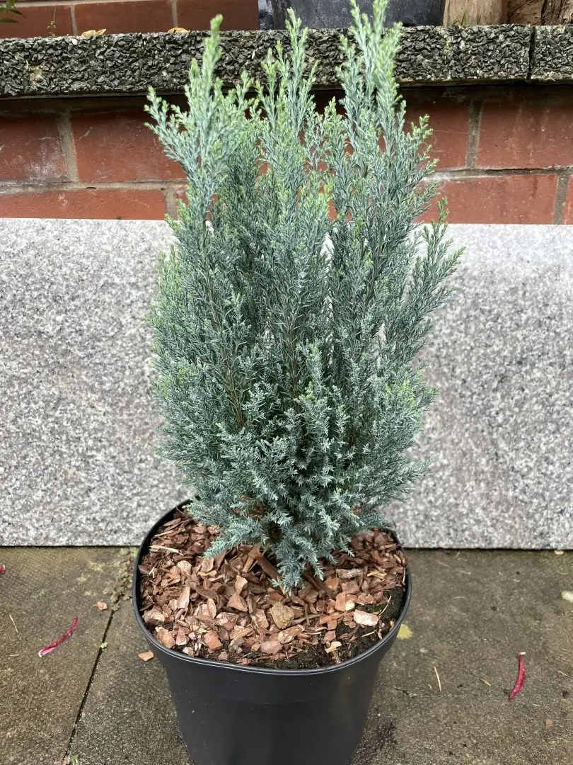Lawson Cypress 'Chilworth Silver' (5L) - Image 2