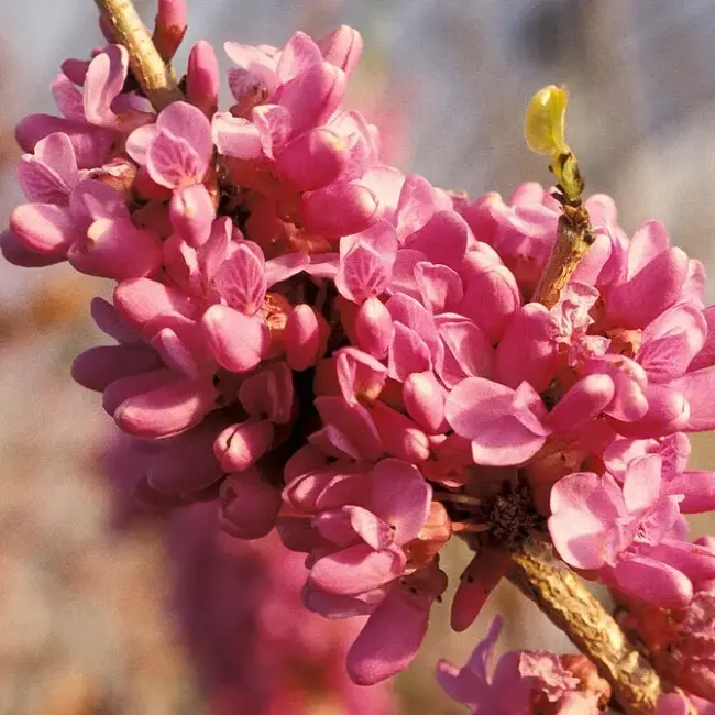 Chinese Redbud Seeds