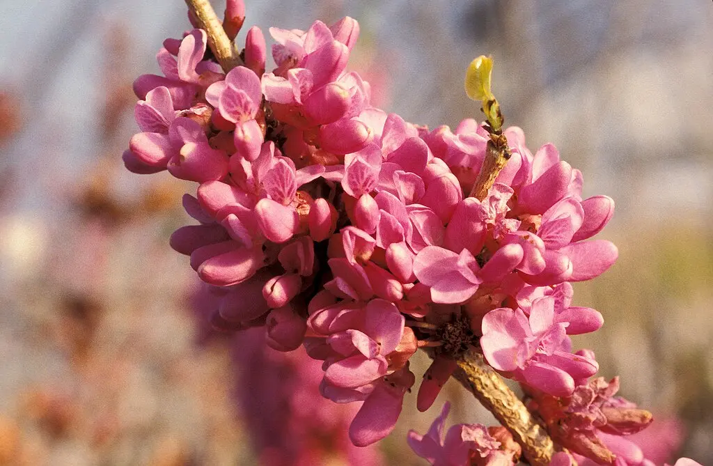 Chinese Redbud Seeds
