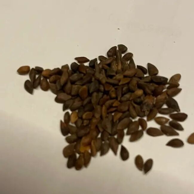 Colorado Blue Spruce 'Glauca' Seeds