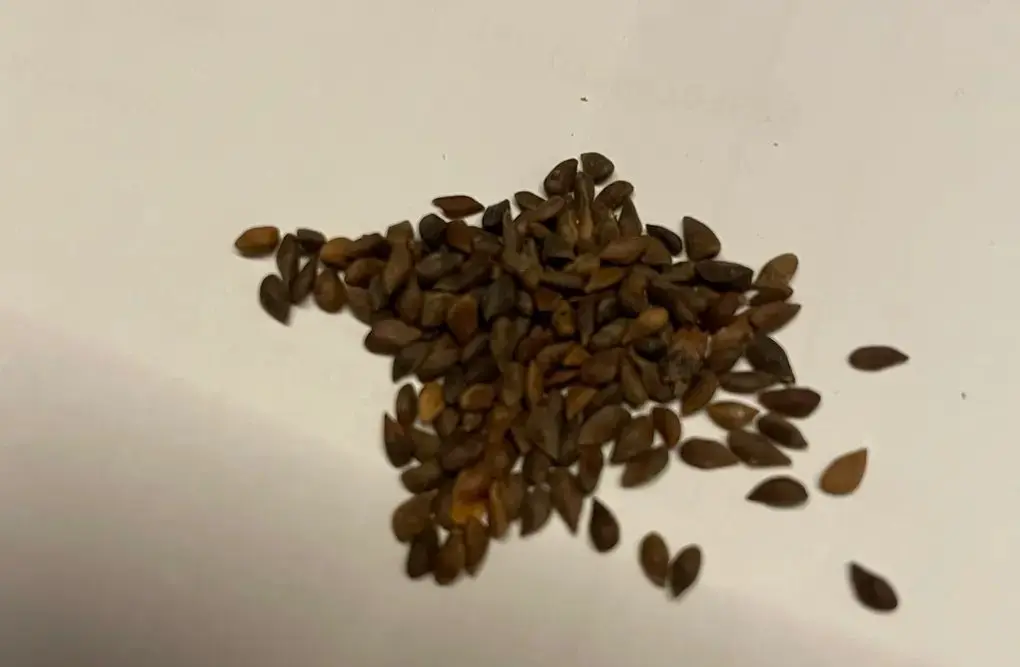 Colorado Blue Spruce 'Glauca' Seeds
