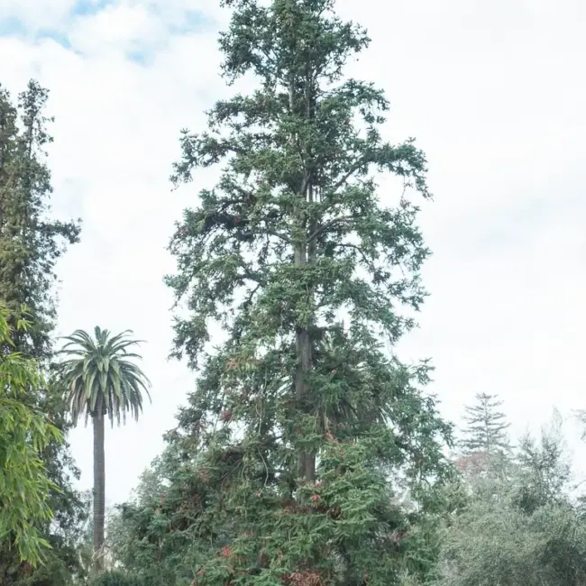 China Fir Seeds - Image 3