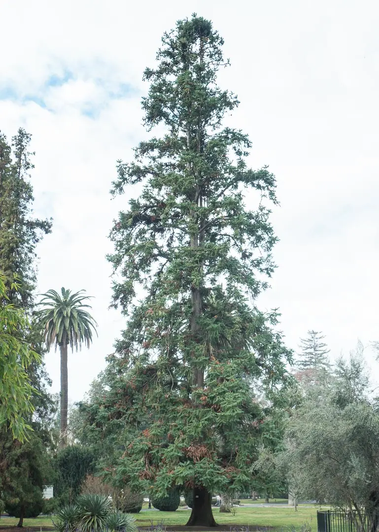 China Fir Seeds - Image 3