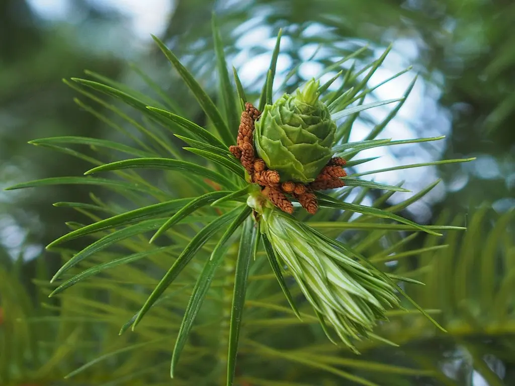 China Fir Seeds