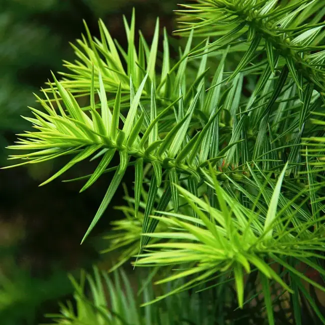 China Fir Seeds - Image 2