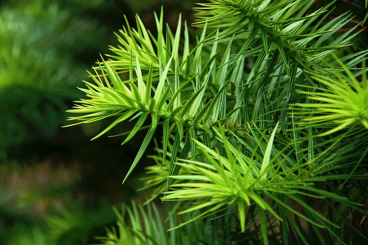 China Fir Seeds - Image 2