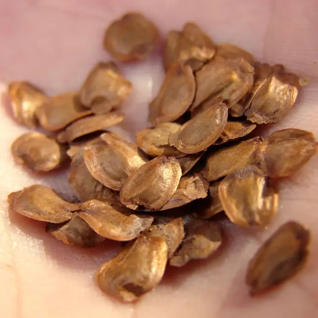 China Fir Seeds - Image 4
