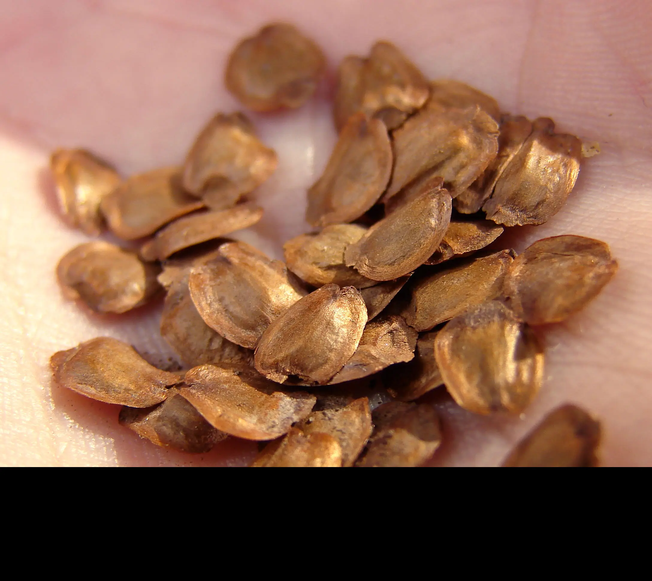 China Fir Seeds - Image 4