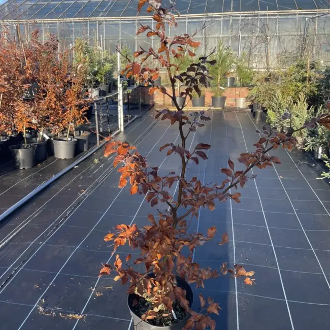 Purple / Copper Beech Tree 100cm (10L) - Image 7