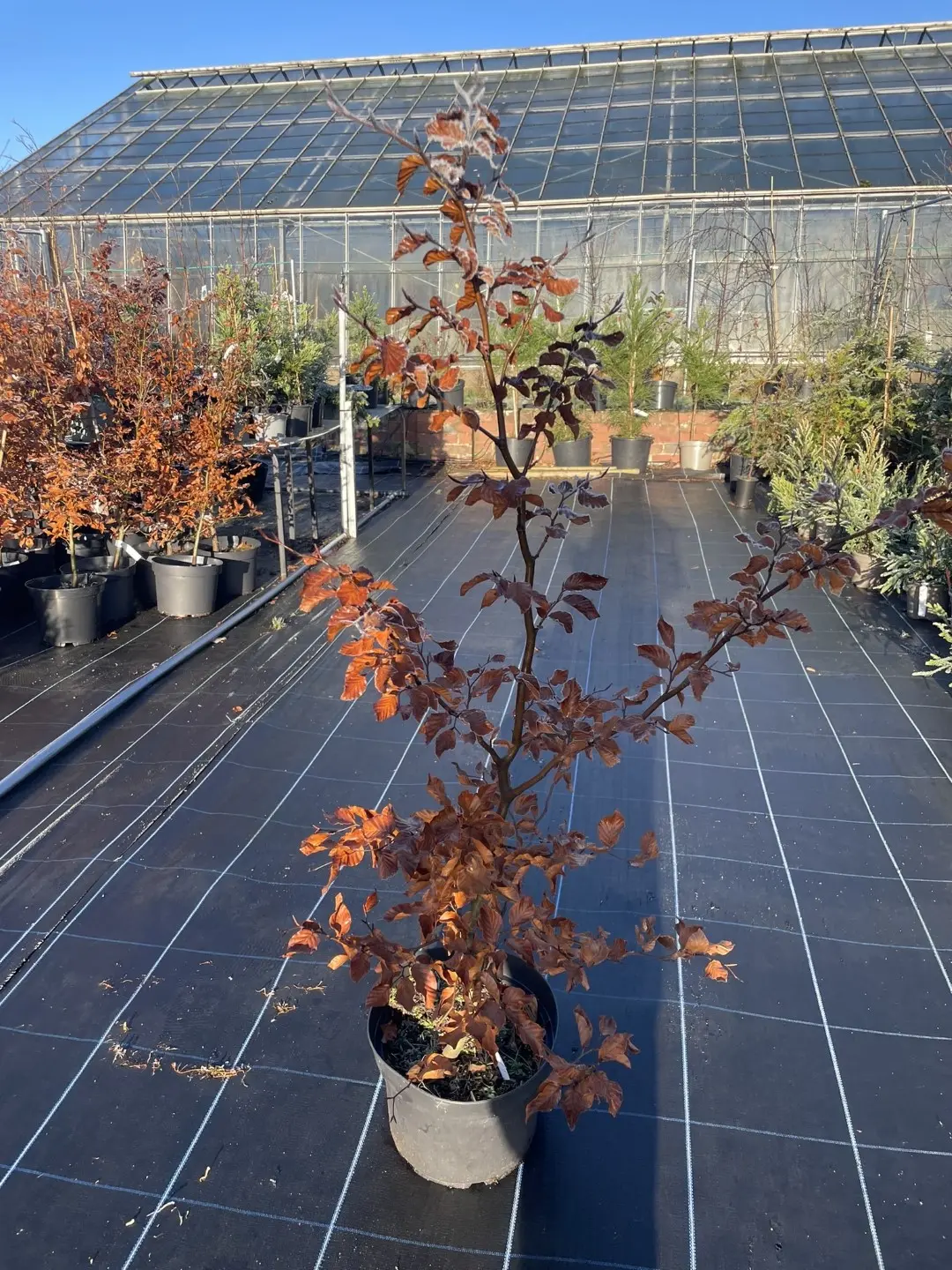 Purple / Copper Beech Tree 80/100cm (10L) - Image 6