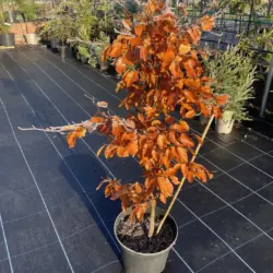 Purple / Copper Beech Tree 80/100cm (10L)
