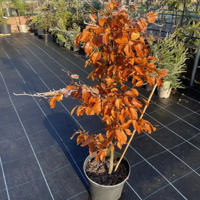 Purple / Copper Beech Tree 100cm (10L)