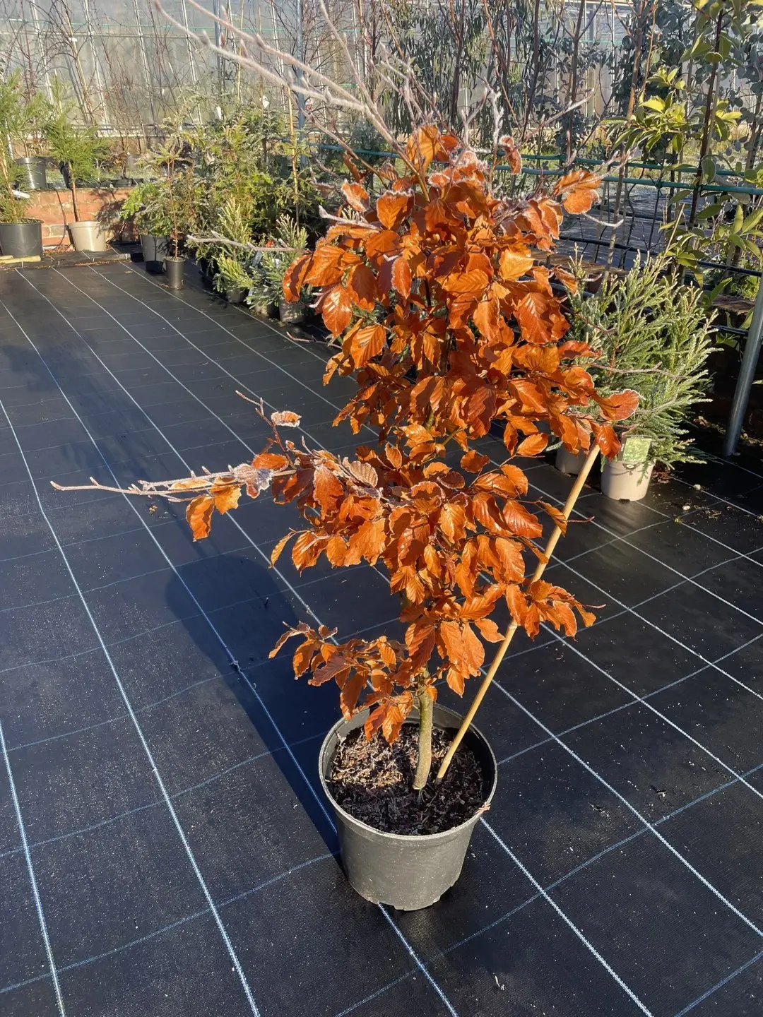Purple / Copper Beech Tree 80/100cm (10L)