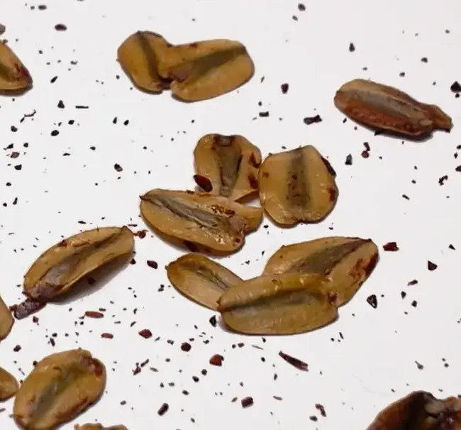 Giant Redwood Seeds - Image 3