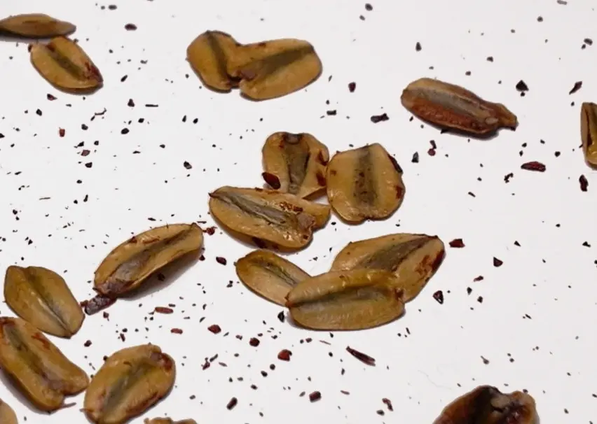 Giant Redwood Seeds - Image 3
