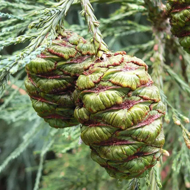 Giant Redwood Seeds