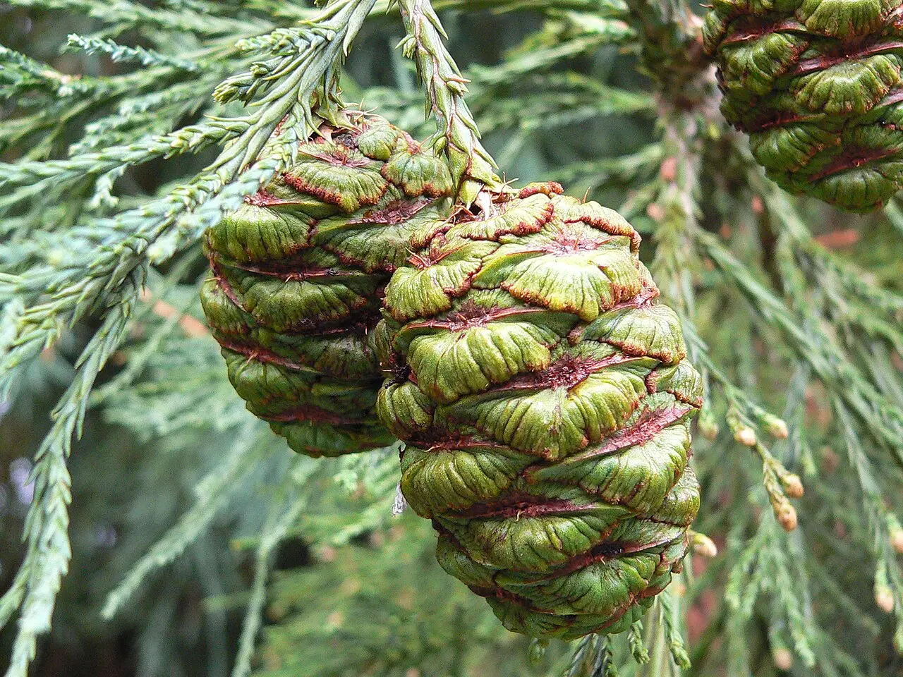 Giant Redwood Seeds