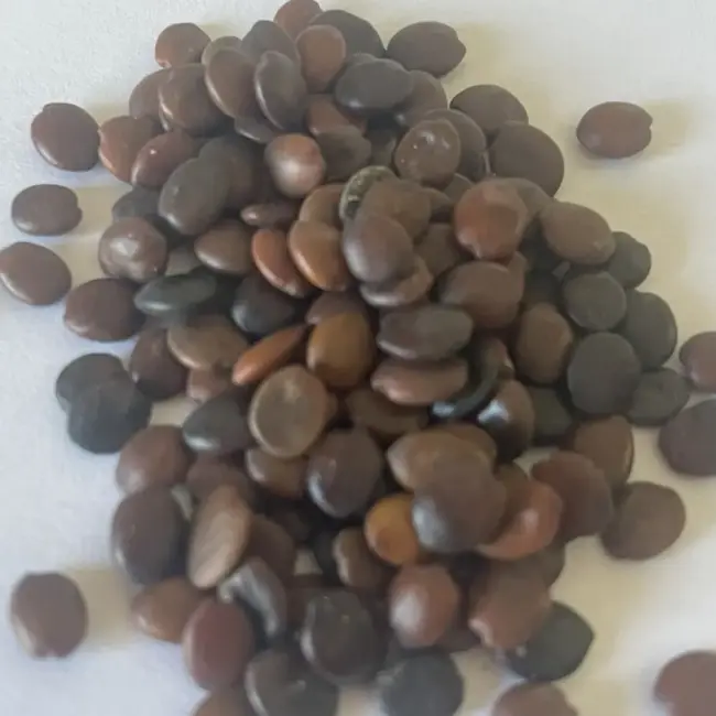 Chinese Redbud Seeds - Image 5