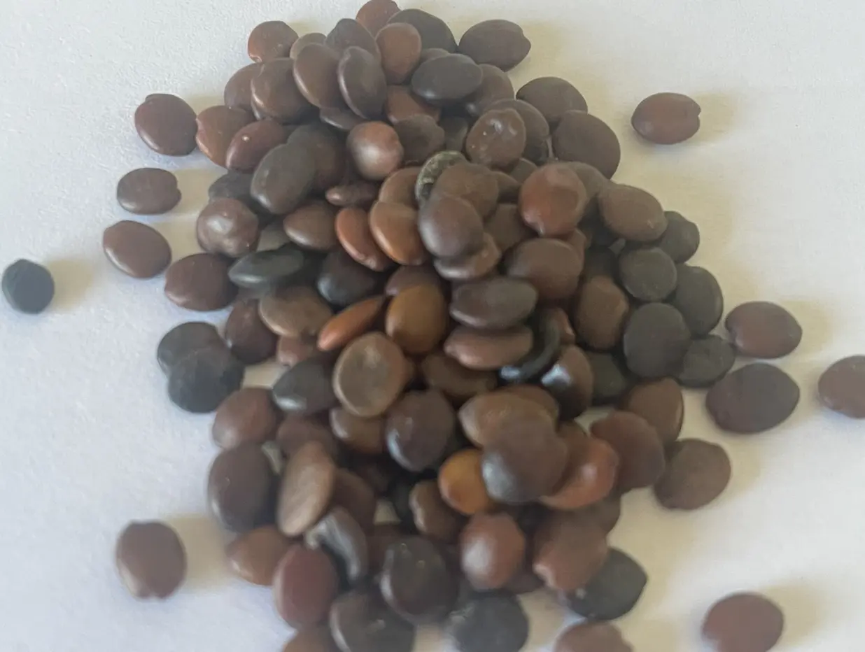 Chinese Redbud Seeds - Image 5