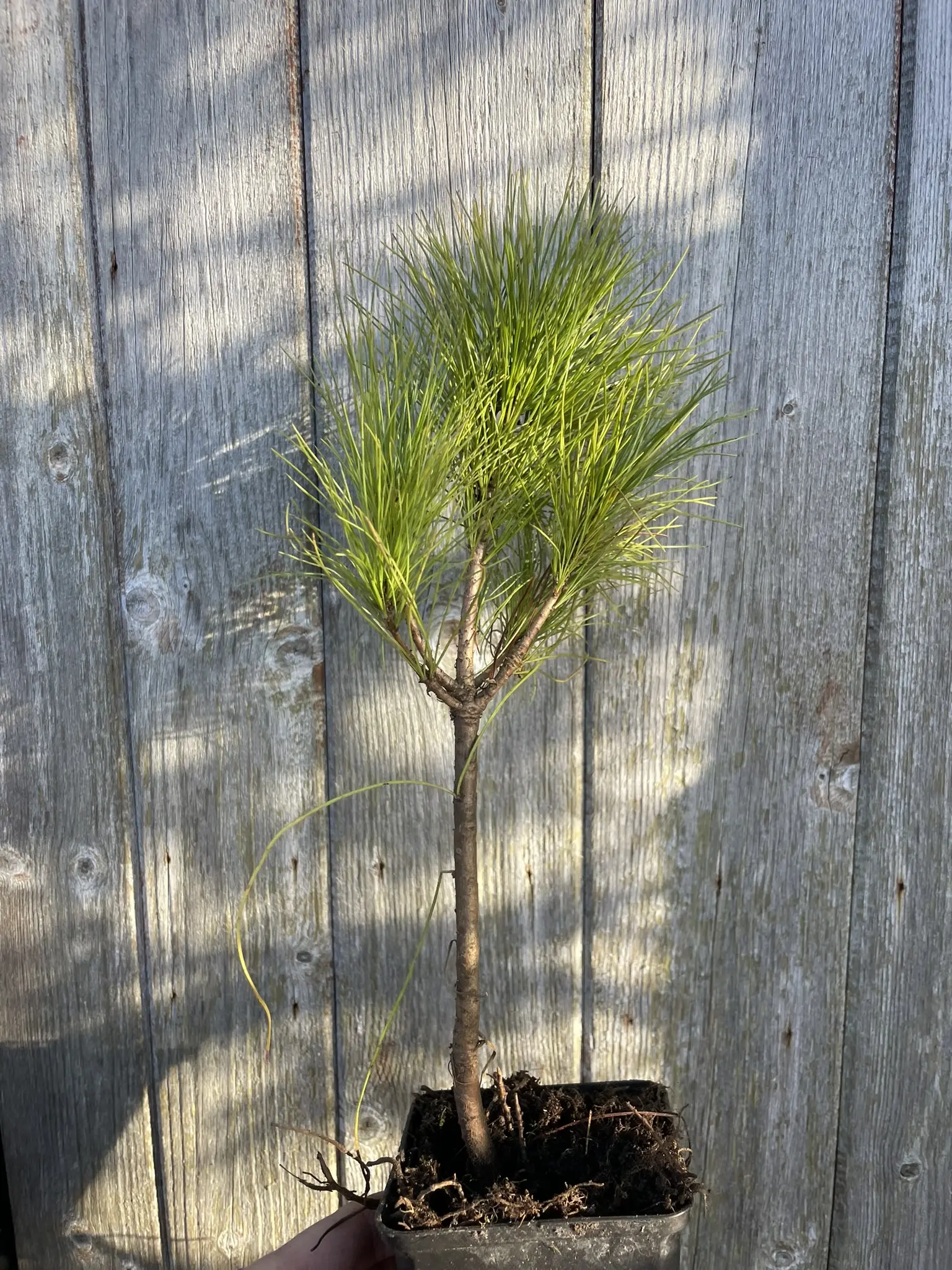 Bhutan Pine 20/40cm (2L) - Image 4