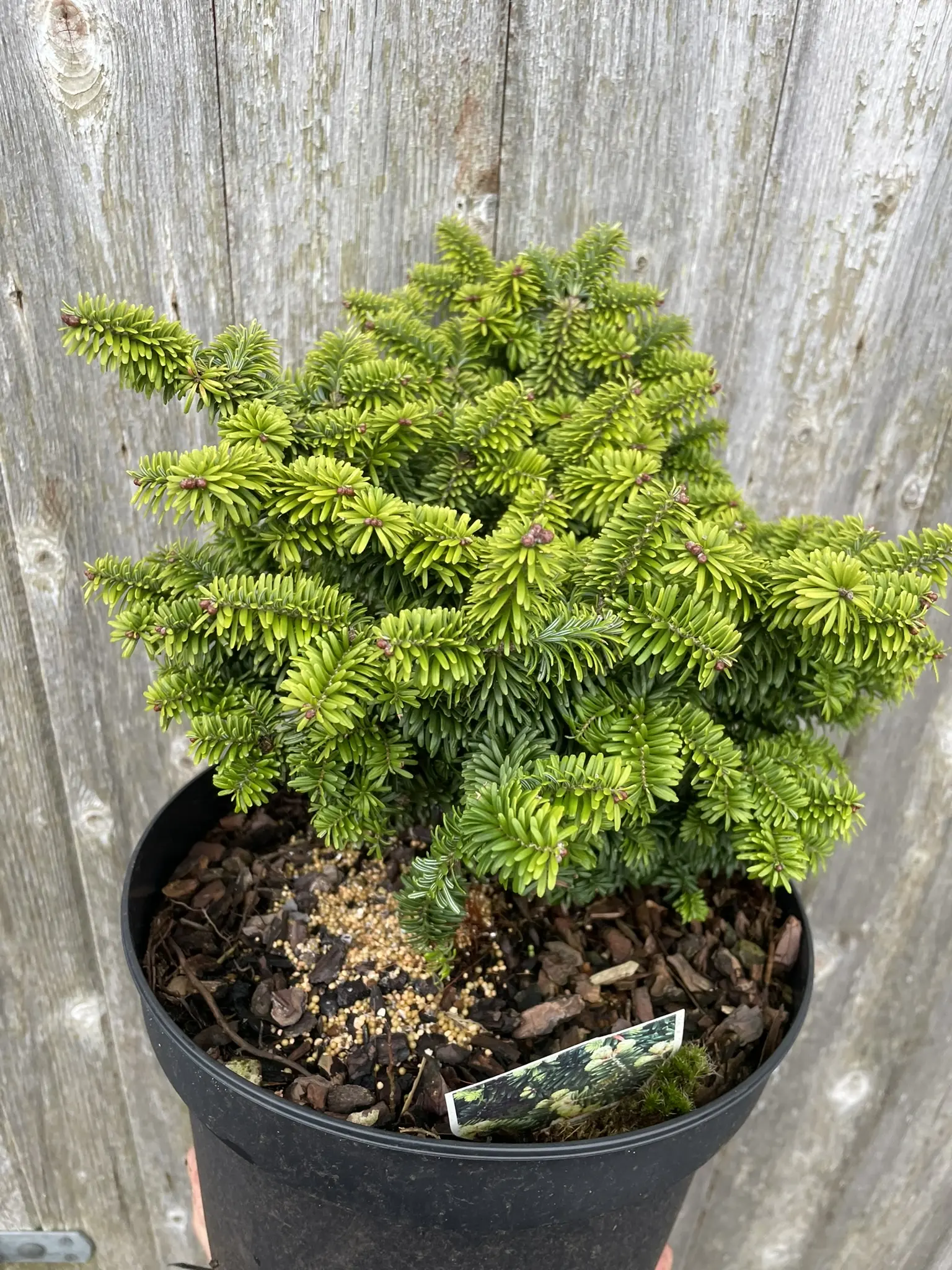 Balsam fir 'Hudsonia' (5L)