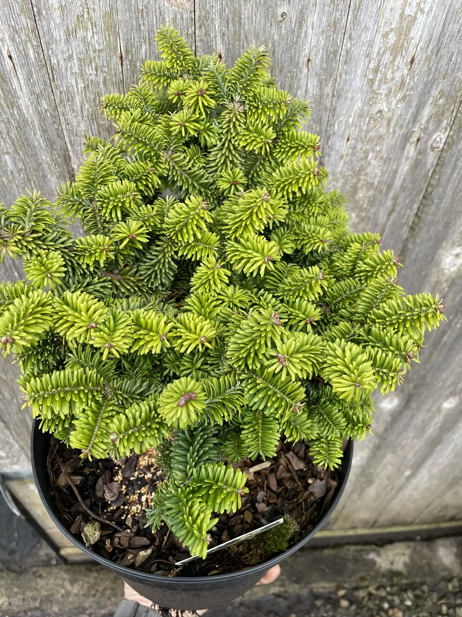 Balsam fir 'Hudsonia' (5L) - Image 2