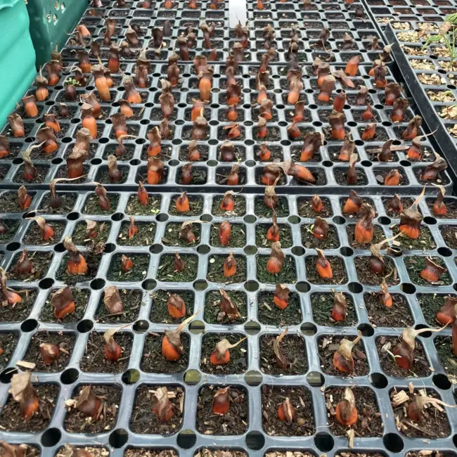Monkey Puzzle Seeds - Image 8