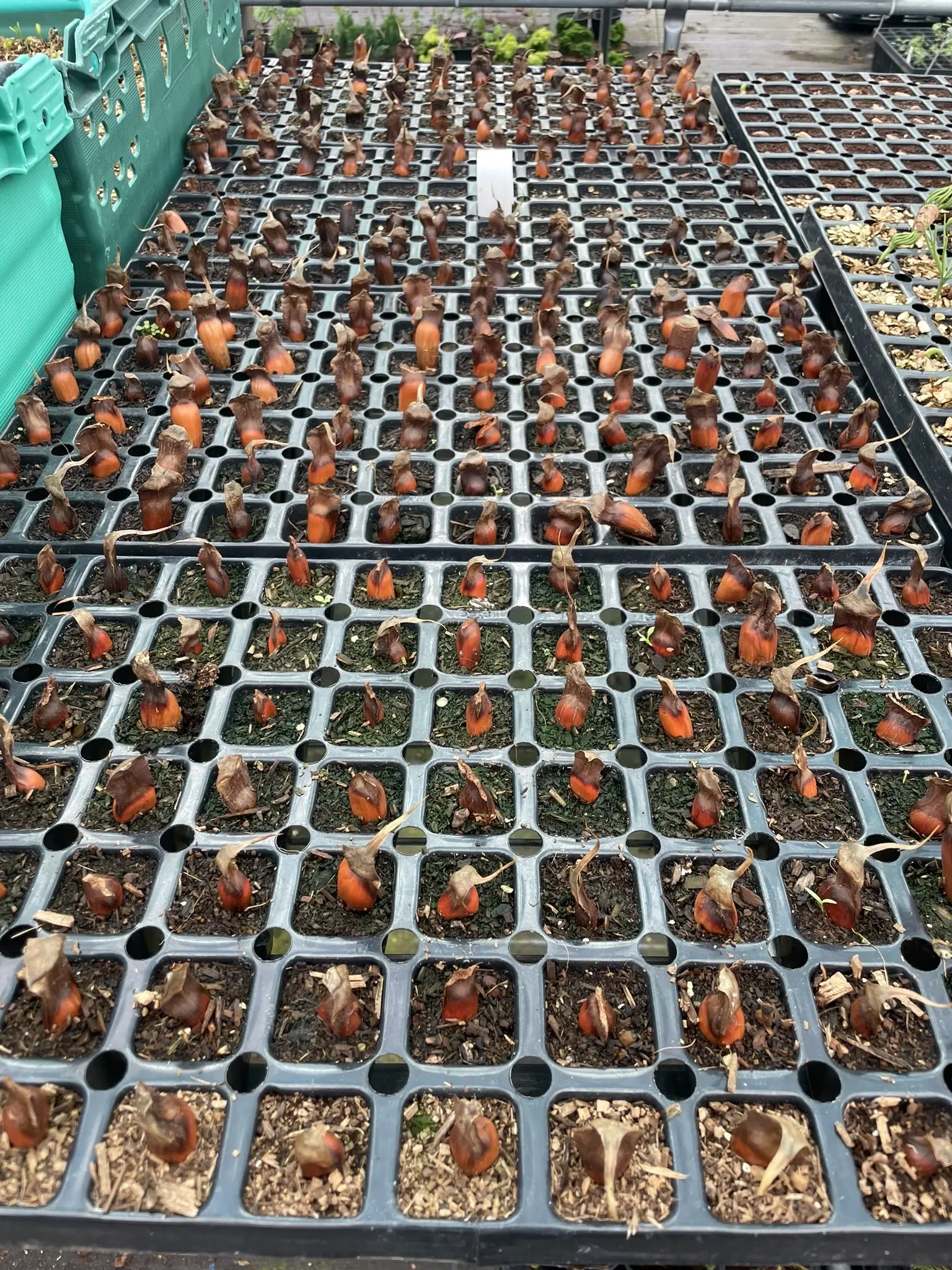Monkey Puzzle Seeds - Image 8