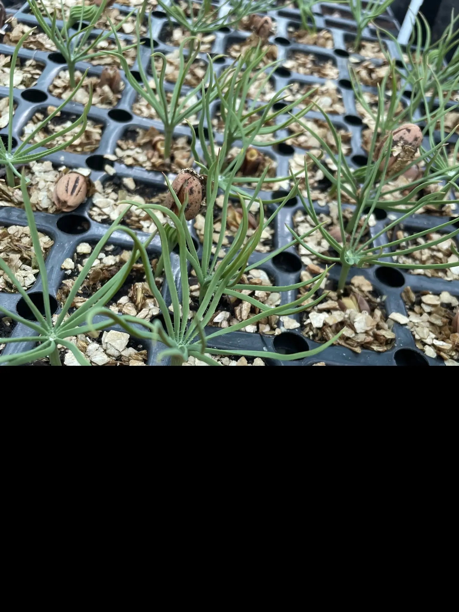 Stone Pine Seeds - Image 6