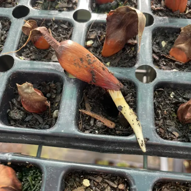 Monkey Puzzle Seeds - Image 7