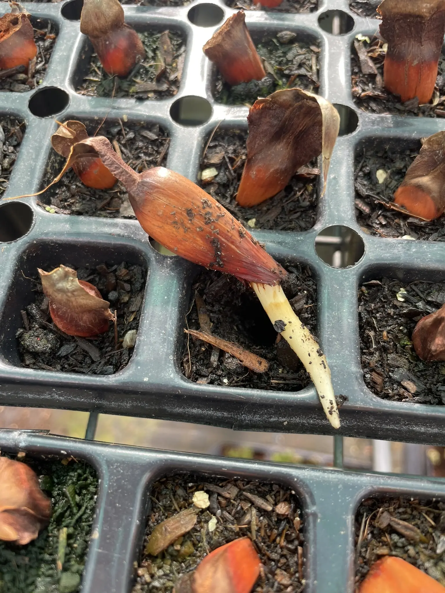 Monkey Puzzle Seeds - Image 7