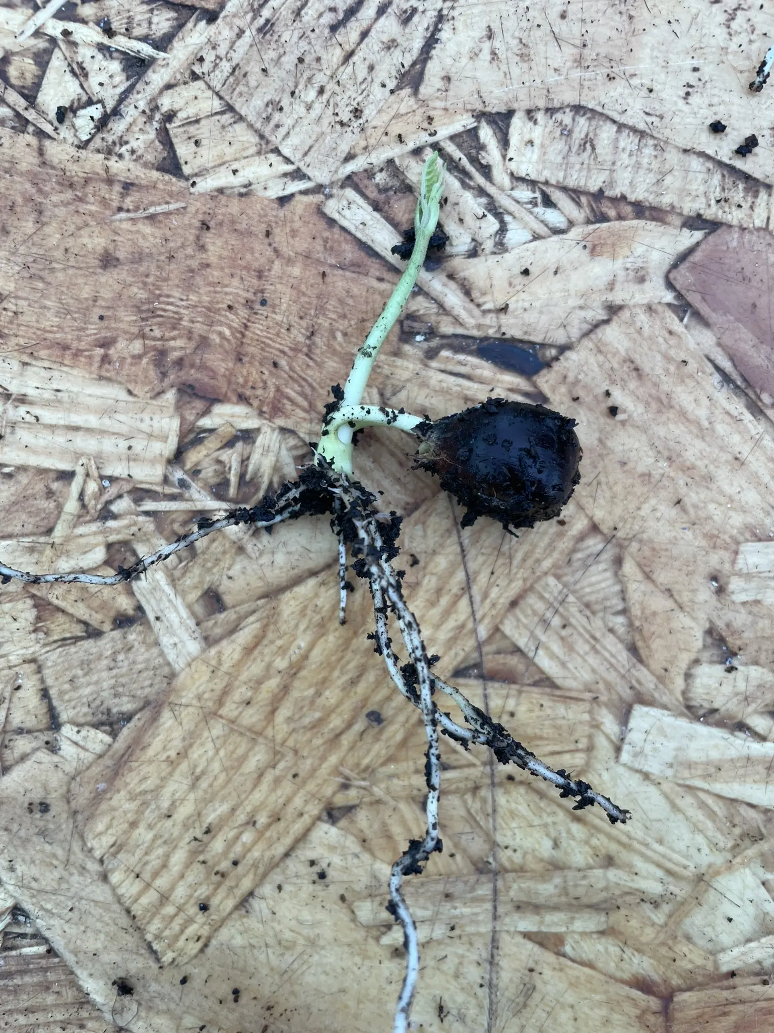 Shinyleaf Yellowhorn Seeds - Image 7
