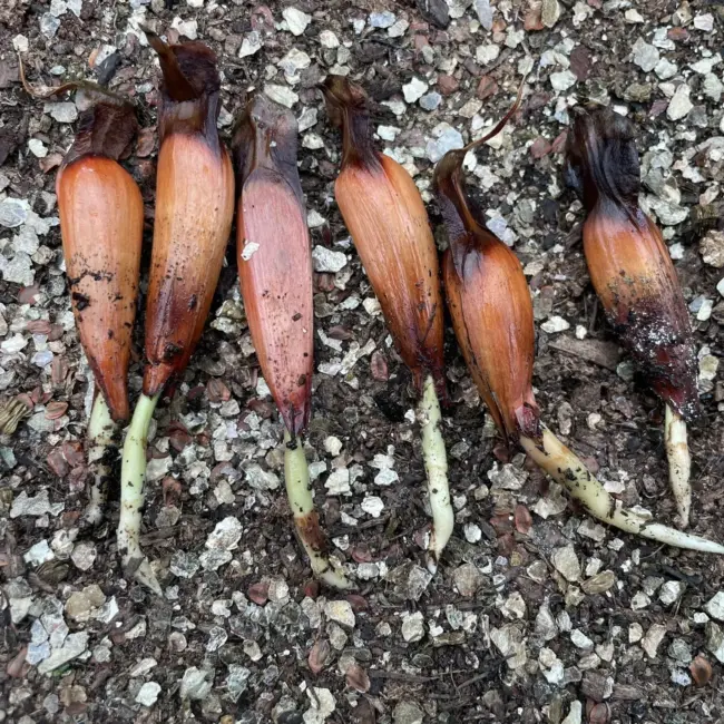 Monkey Puzzle Seeds - Image 9