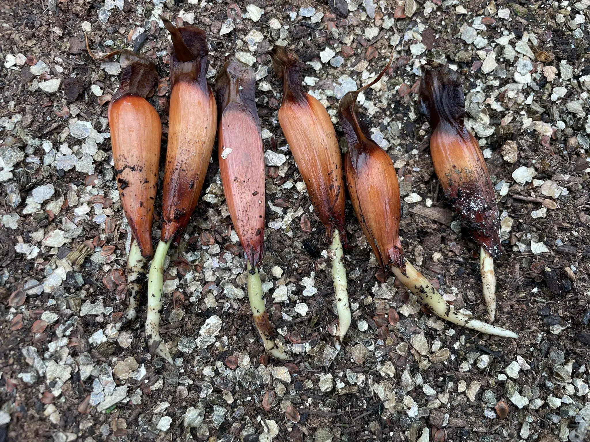 Monkey Puzzle Seeds - Image 9
