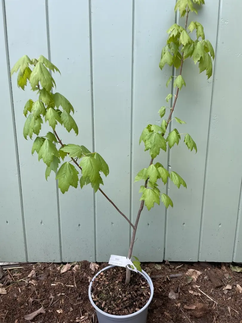 Red Maple Tree 120/140cm (2L) - Image 3