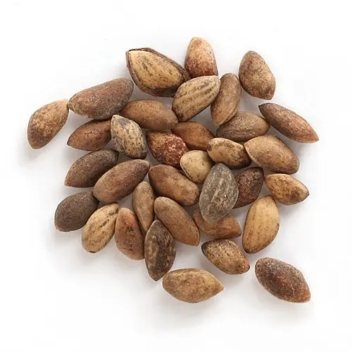 Japanese Black Pine Seeds - Image 4