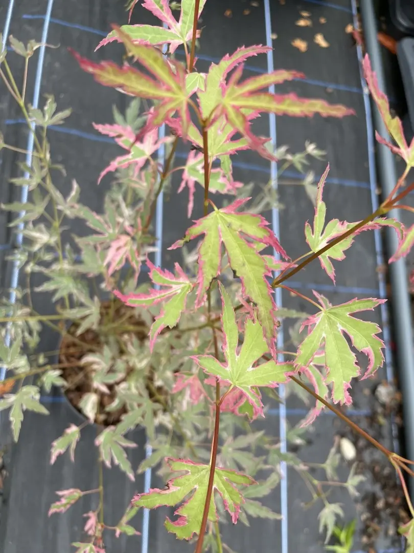 Japanese Maple Acer palmatum 'Taylor' Tree 60/80cm (3L) - Image 7