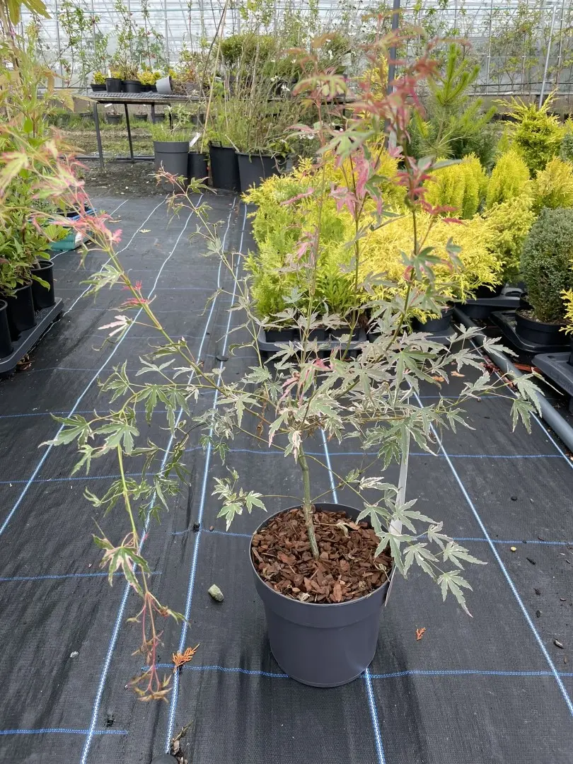 Japanese Maple Acer palmatum 'Taylor' Tree 60/80cm (3L) - Image 8