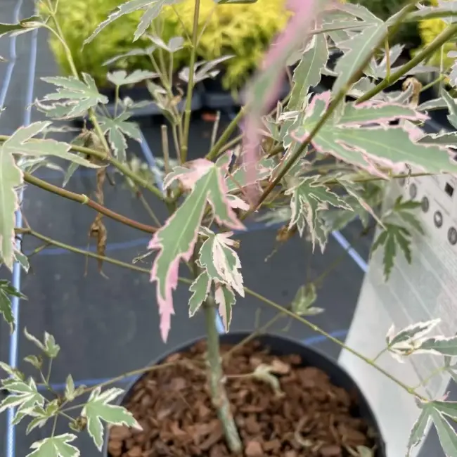 Japanese Maple Acer palmatum 'Taylor' Tree 60/80cm (3L) - Image 9