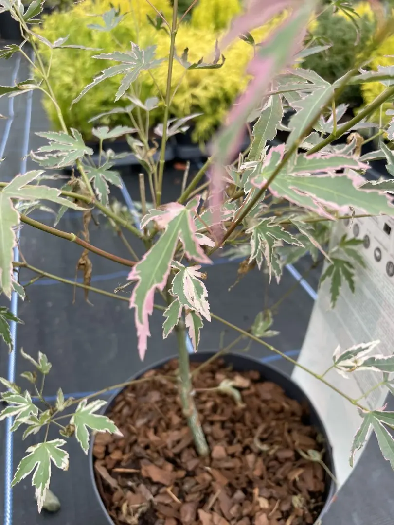 Japanese Maple Acer palmatum 'Taylor' Tree 60/80cm (3L) - Image 9