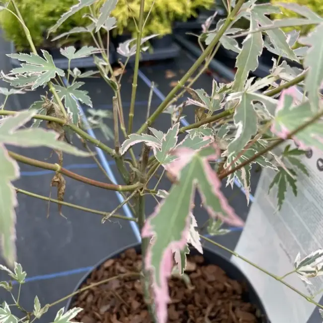Japanese Maple Acer palmatum 'Taylor' Tree 60/80cm (3L) - Image 10