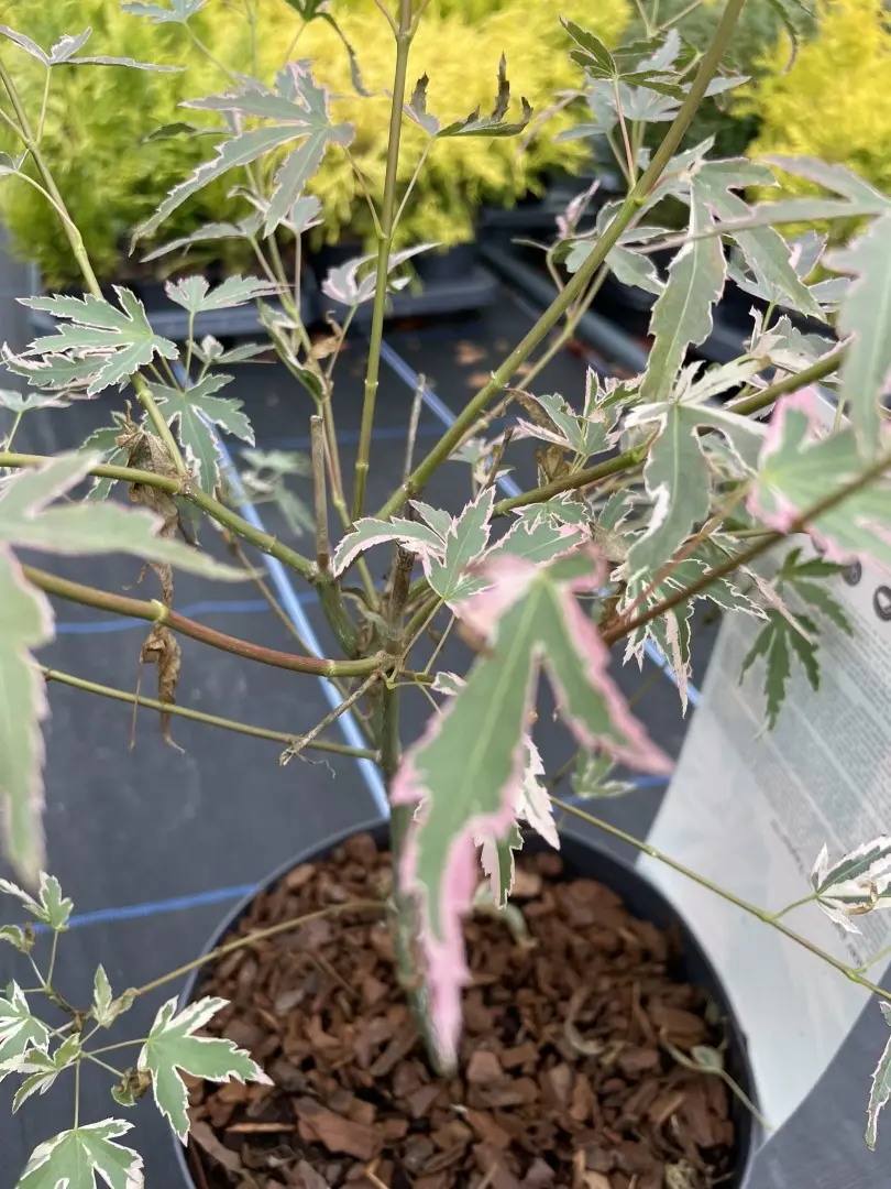 Japanese Maple Acer palmatum 'Taylor' Tree 60/80cm (3L) - Image 10