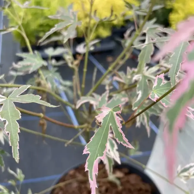 Japanese Maple Acer palmatum 'Taylor' Tree 60/80cm (3L) - Image 11