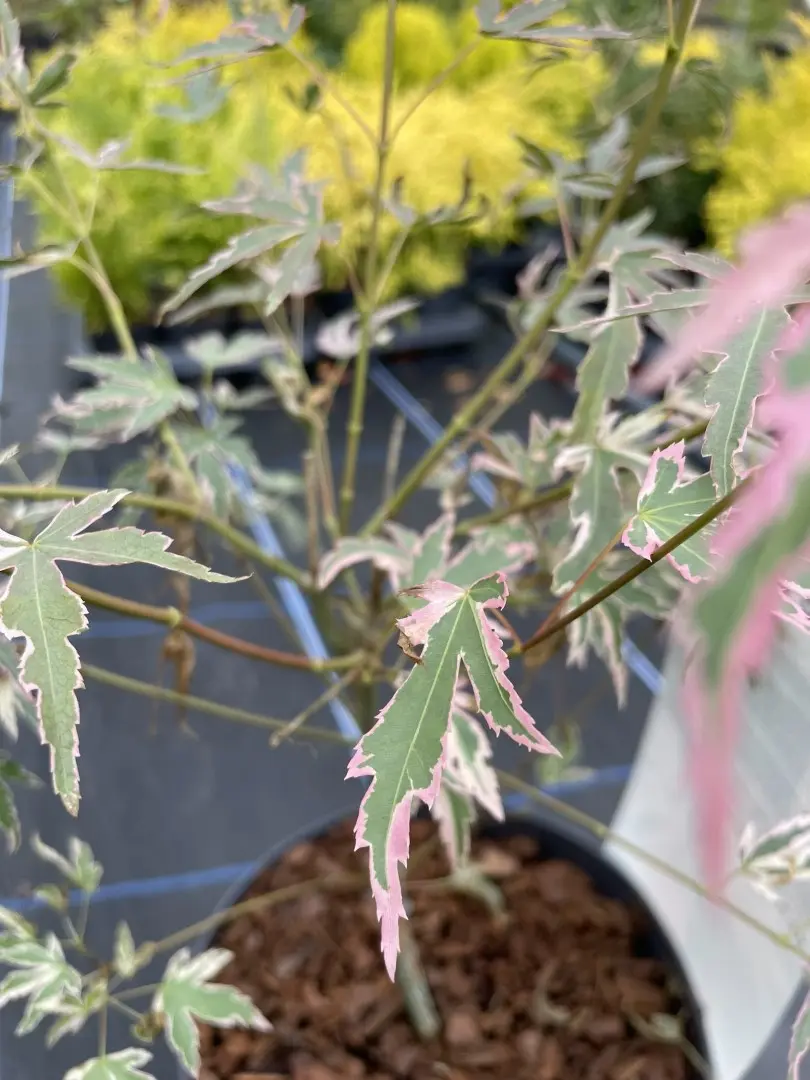 Japanese Maple Acer palmatum 'Taylor' Tree 60/80cm (3L) - Image 11