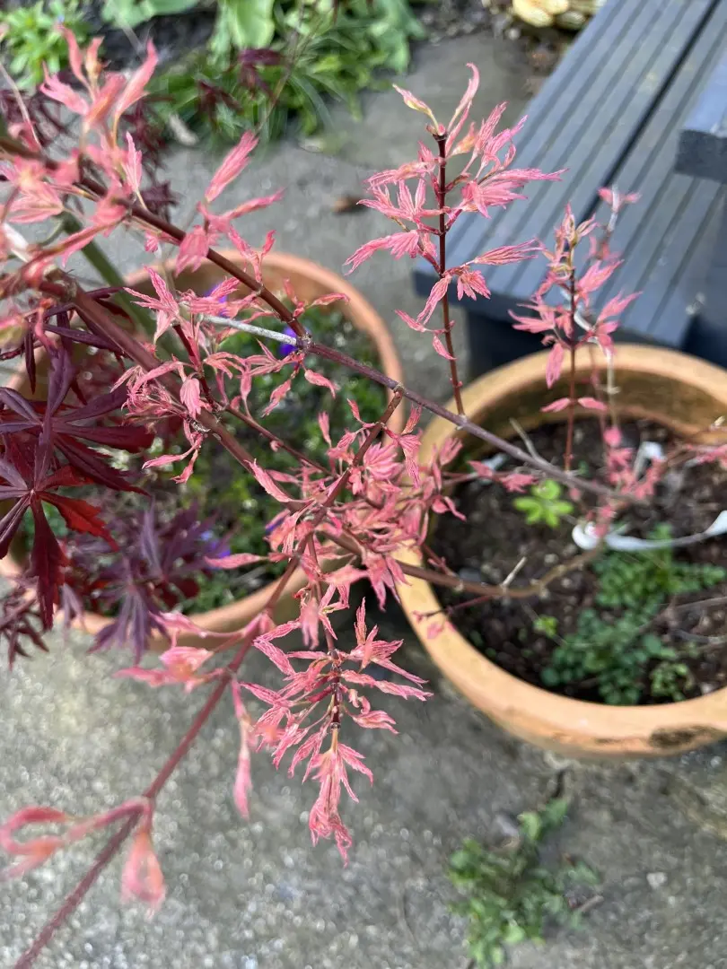 Japanese Maple Acer palmatum ‘Taylor’ Tree